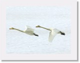 Laulujoutsenet_whooper swans * 1951 x 1446 * (2.29MB)